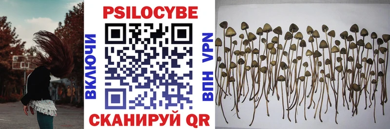 Псилоцибиновые грибы Cubensis купить наркоту Лабинск